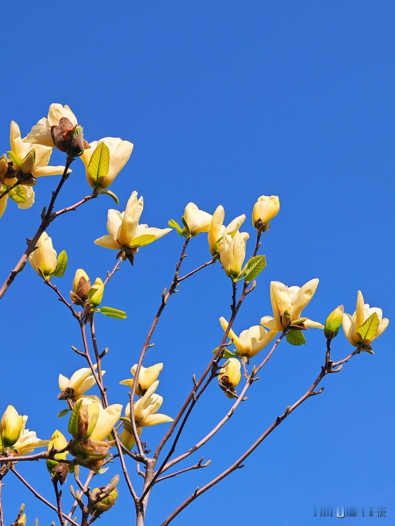 春日花开满枝头，鸟语花香乐无边。