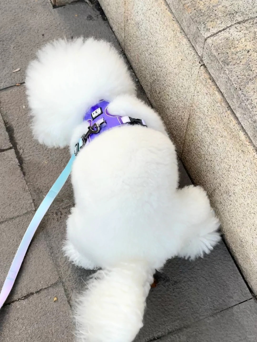 小狗拉屎仪式感