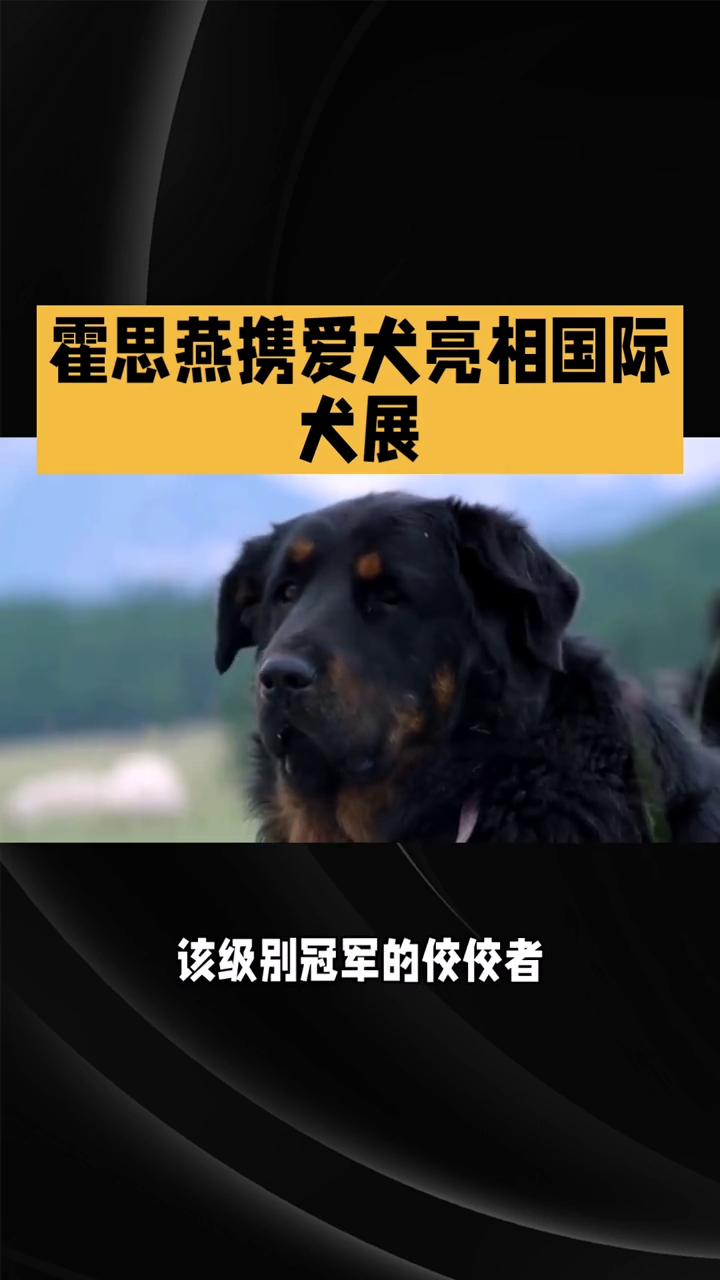 霍思燕携爱犬亮相国际犬展。
中国首只赛级蒙古獒竟在国际犬展上夺冠了，这究竟是怎样