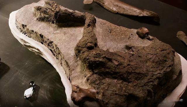 美国发现一条较完整恐龙腿，或死于致恐龙灭绝的行星撞地球当天