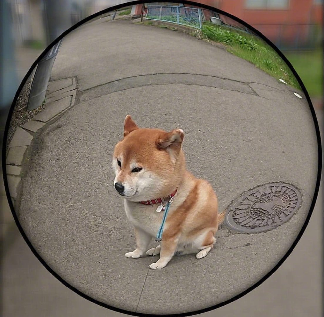 委屈巴巴的小柴！