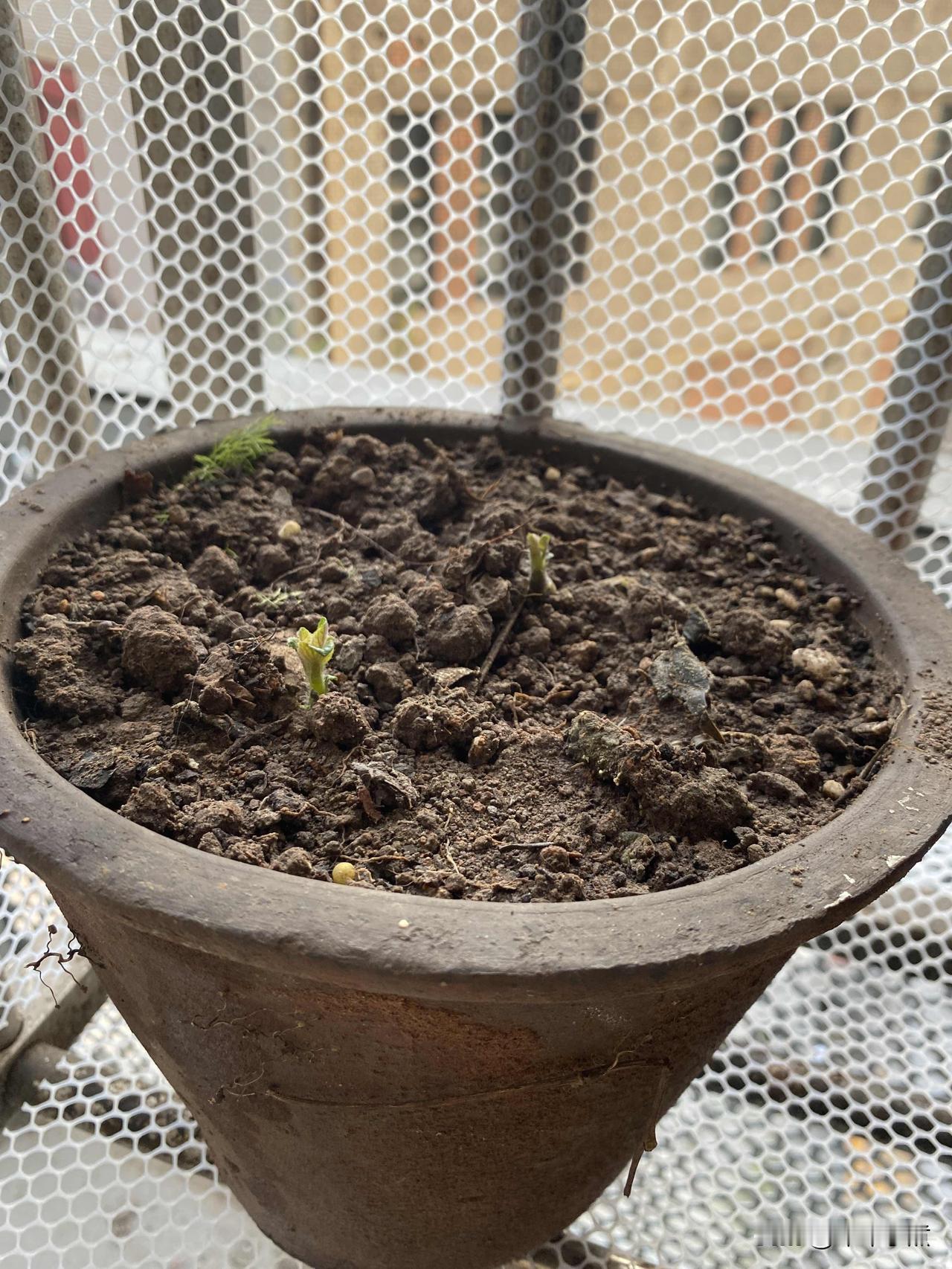 分享一下你拍的花猜猜这个是什么？🤭