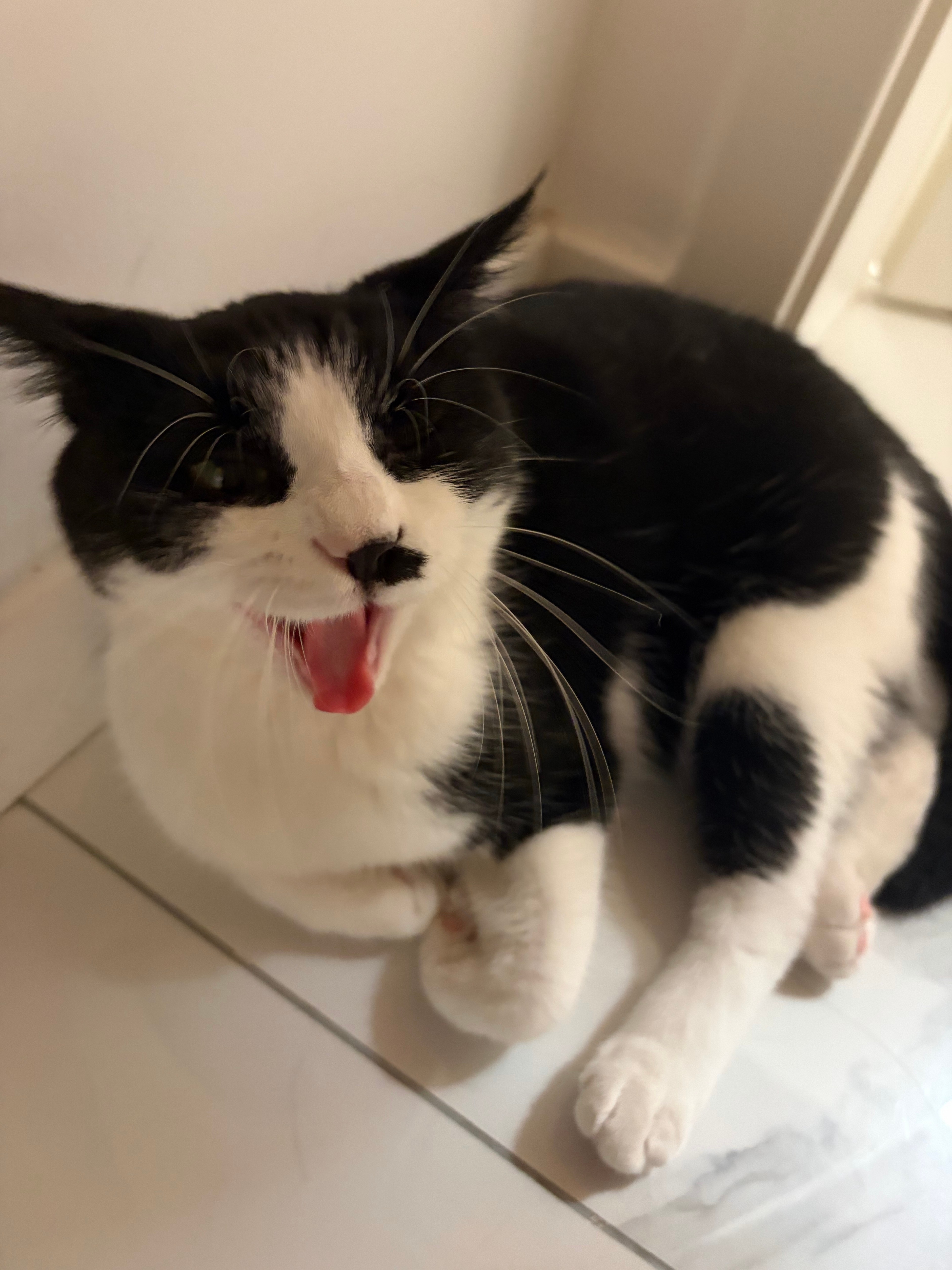 我永远用我的气味欢迎您daily奶牛猫 （投稿：） 