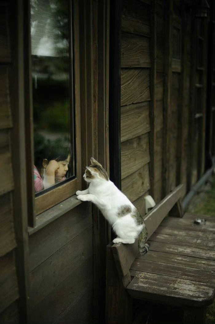 今后，我要单纯正直地行事。不懂的，就说不懂；不会的，就坦承不会。—— 太宰治 ​