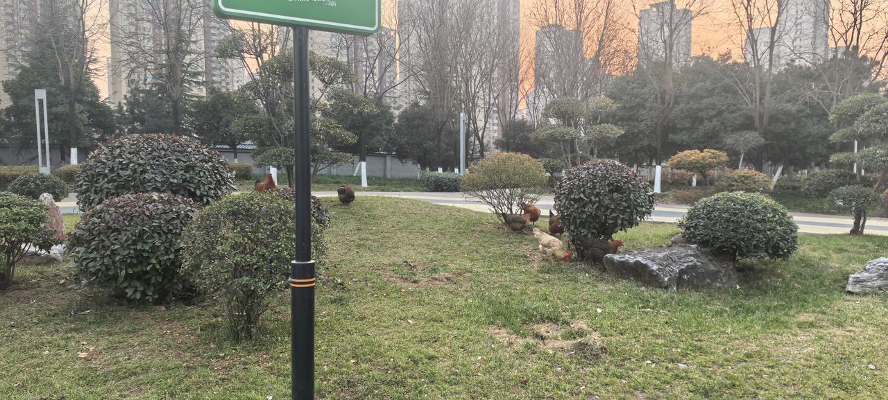 真是越来越玄幻了，西安街头竟然有人在溜鸡，而且还是一群鸡……