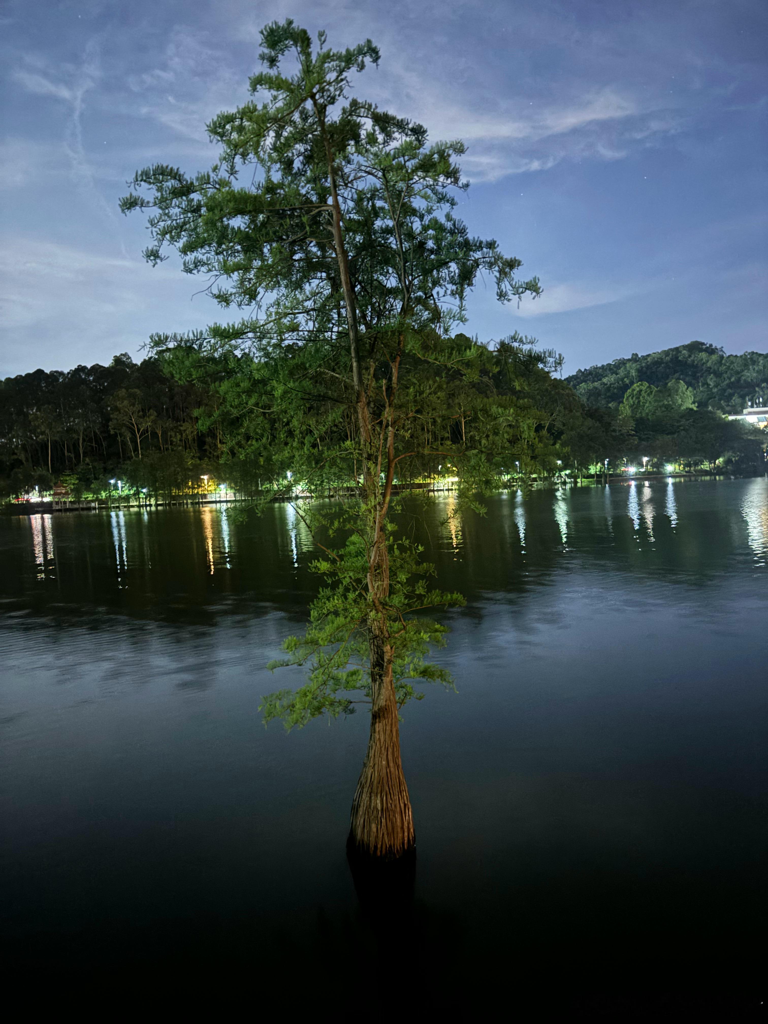 那次雨天看的那棵树，晴天的夜晚它还是格外俊秀挺拔。     晚风吹拂，夜色都格外