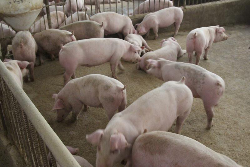 谁懂啊！猪价直接“跳水”，跌破5元/斤大关！截至3月25日，全国外三元生猪出栏均