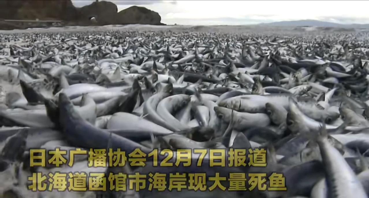 日本北海道沙滩出现大量沙丁鱼尸体，是不是和日本的核污染水排海有关？我们不得而知。