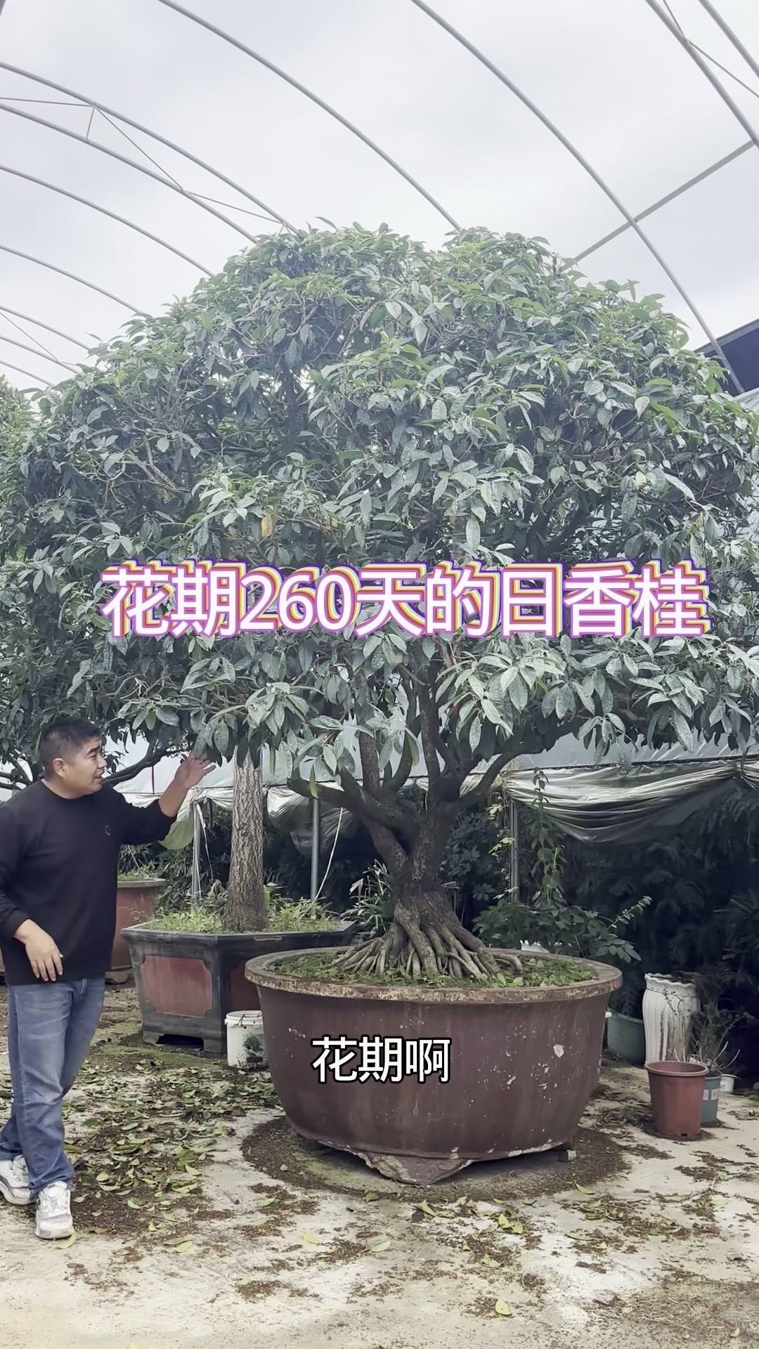 🌿3米多高日香桂，根盘巨大太震撼！3米多高的日香桂谁不爱啊！
1️⃣花期长达2