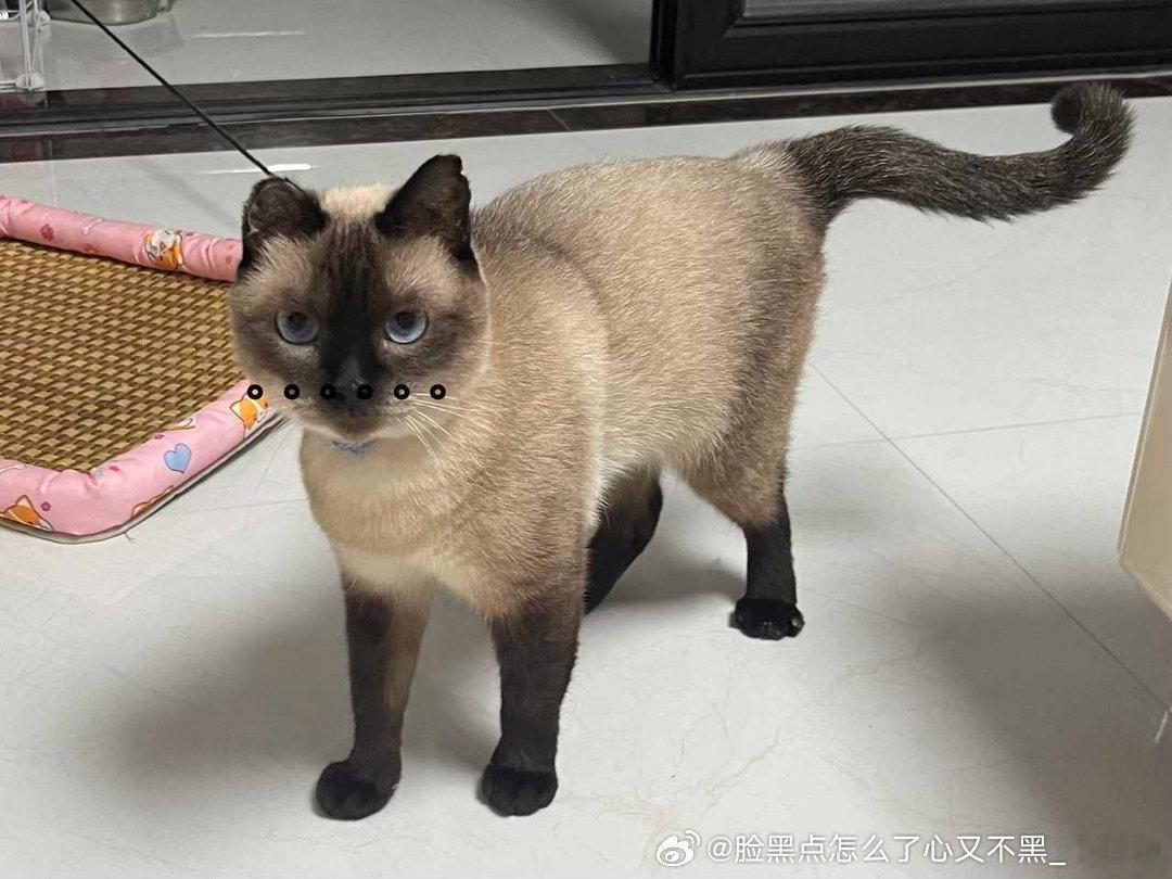4140只黑脸大鼻孔一只耳 ​​​