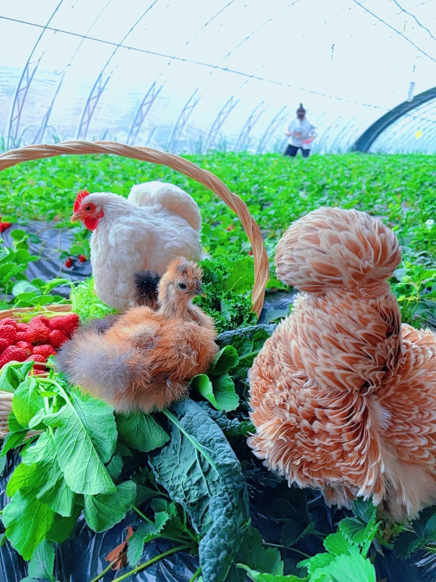 周末亲子时光，草莓棚撸鸡。一边遛鸡一边摘草莓，仅需18元1斤