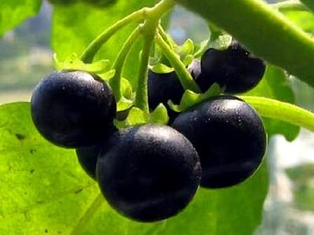 每天认识一种植物——龙葵

龙葵属于茄科茄属一年生草本植物，集食用、药用和观赏价