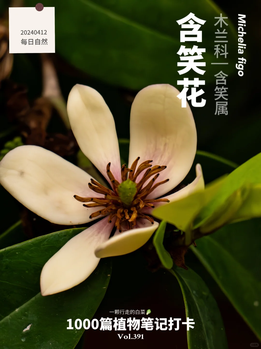 植物笔记391 | 闻起来像香蕉的含笑花