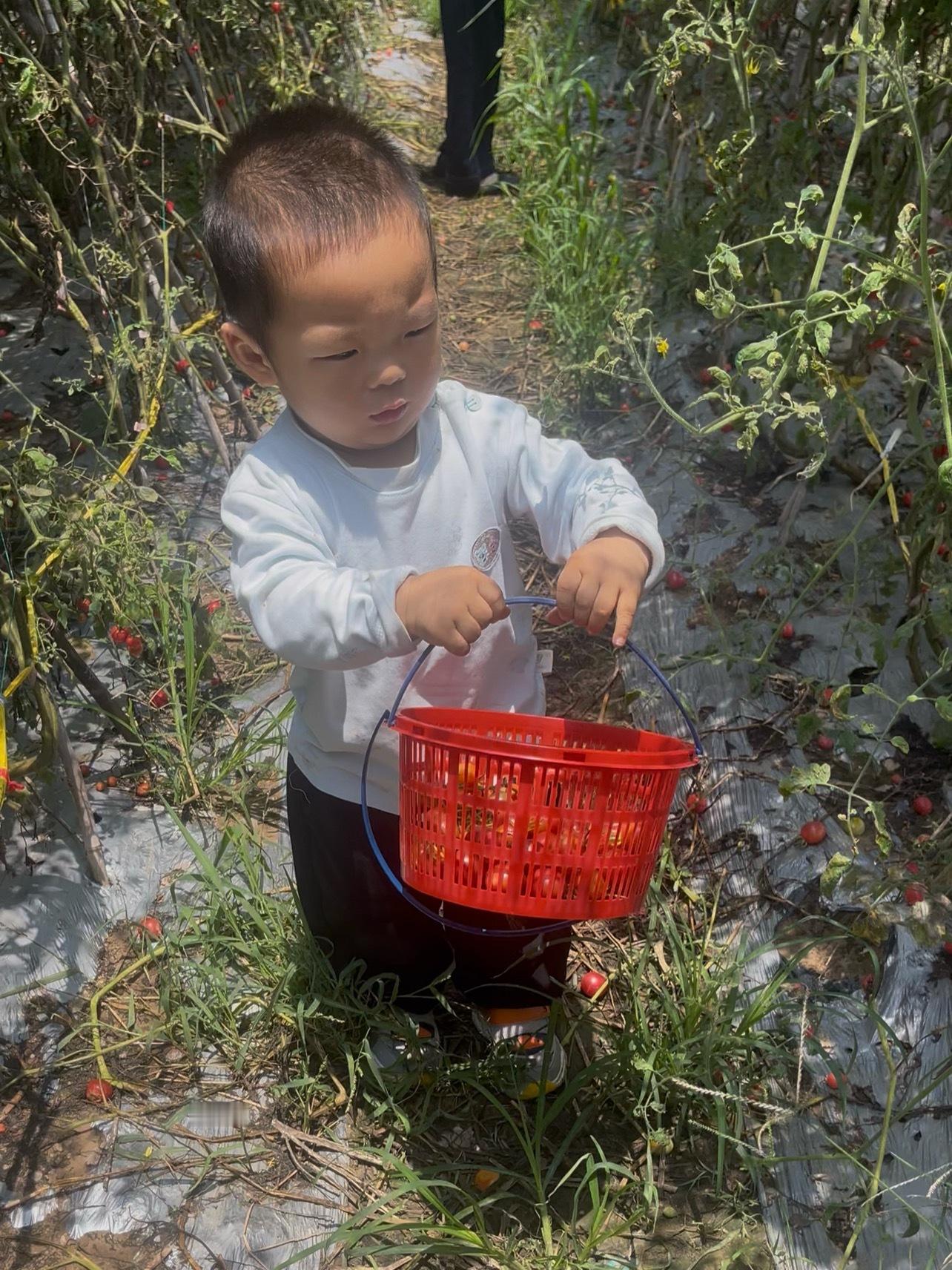摘圣女果，乐乐很感兴趣。一边摘一边吃，玩的不亦乐乎。我家乐乐带娃日常