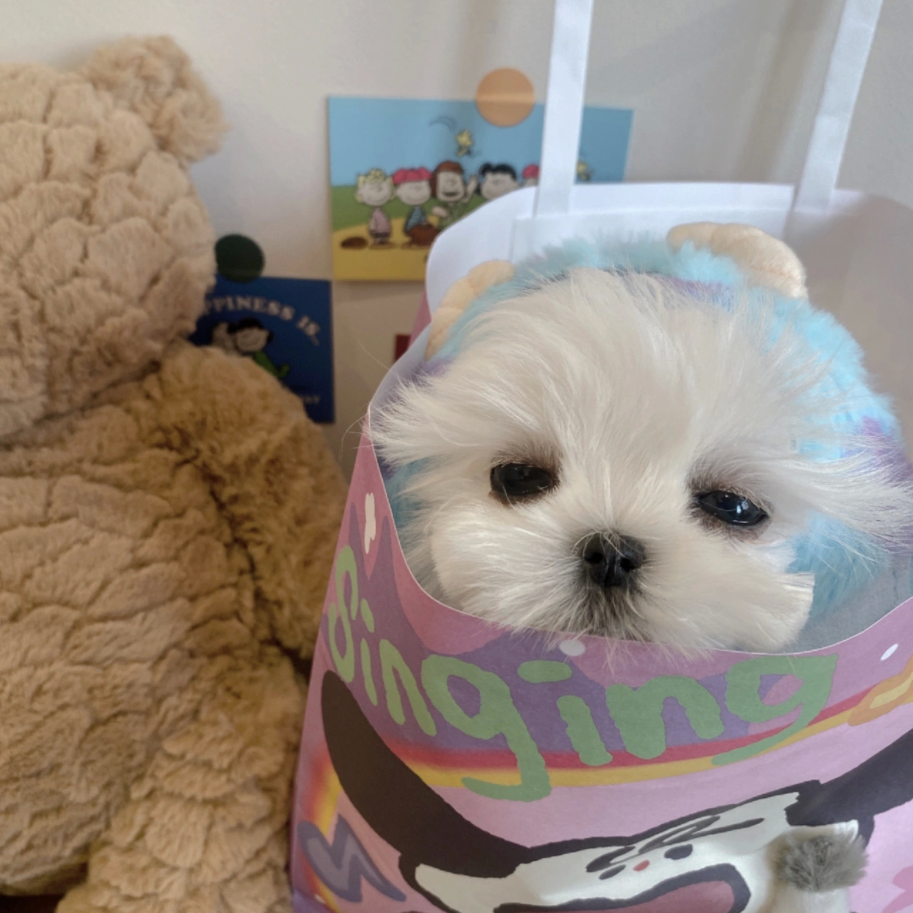 马尔济斯🐶可爱修狗 ​​​