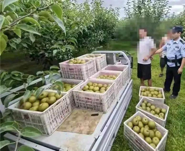 “偷东西还这么理直气壮？”这可不是什么电影台词，而是真实发生在宿州果园的一幕！大