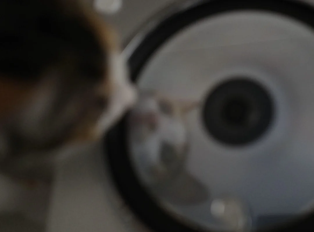 人，咪也要听cd
