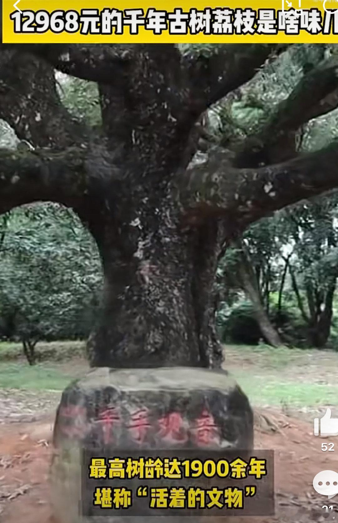 12968元的千年古树荔枝是啥味儿 夏天到来了，正好是岭南荔枝成熟的季节，所以我