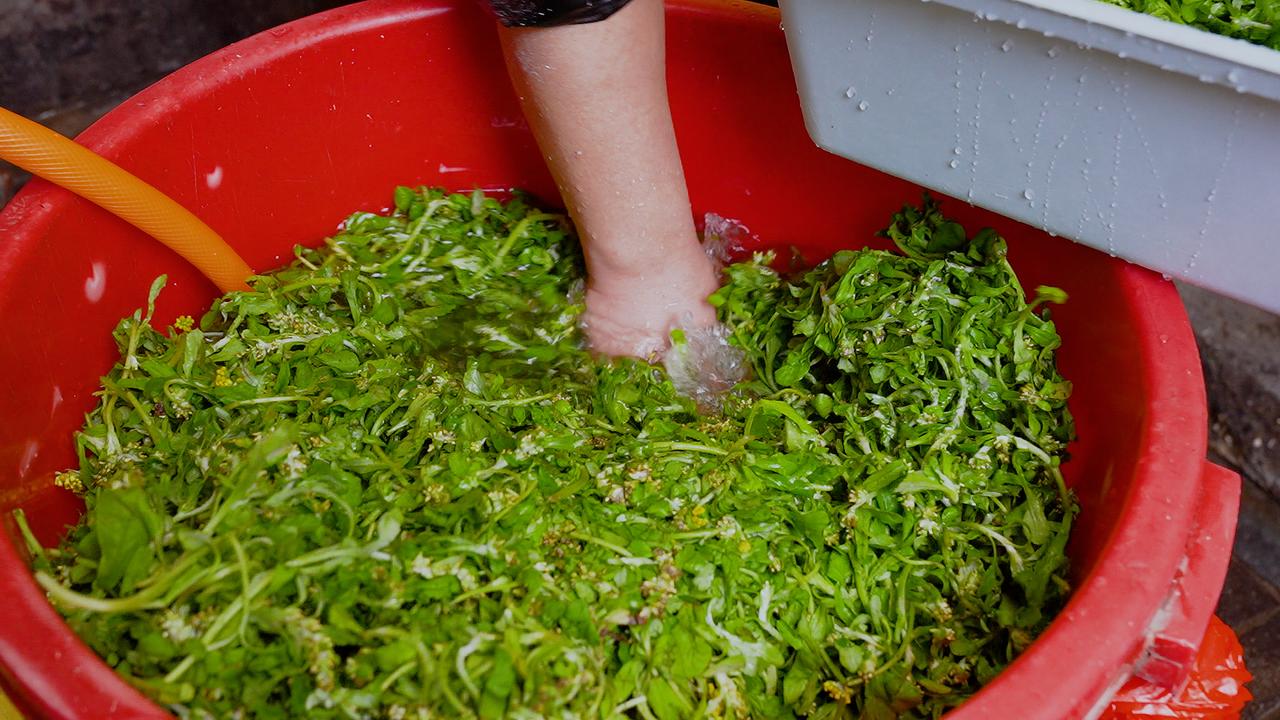 翠绿色的外皮不用面粉，全凭糯米粉掺入焯水的鼠曲草揉就，自带一股清新的草木香。内馅