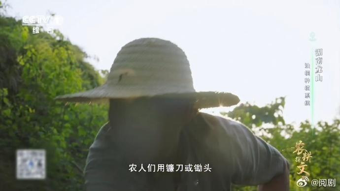 羊羊羊化身除草特工队湖南油桐林山羊立大功 湖南龙山的乌皮山羊也太会了吧！陡峭山坡