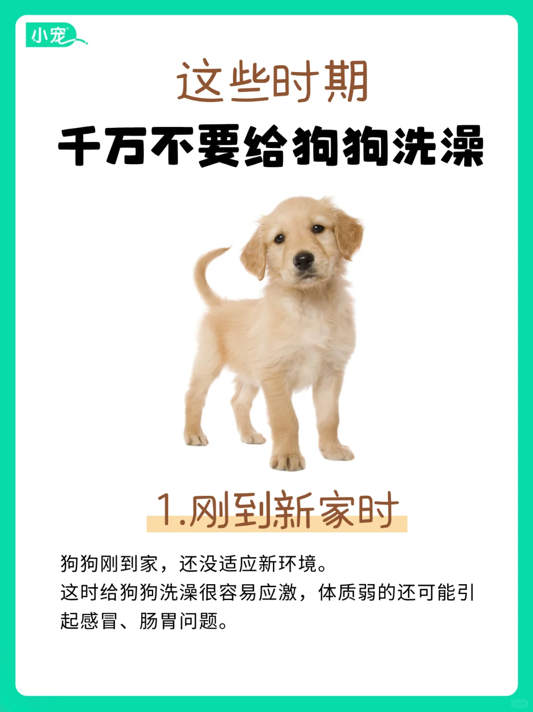 狗狗洗澡大忌！这些时期洗澡会害了它