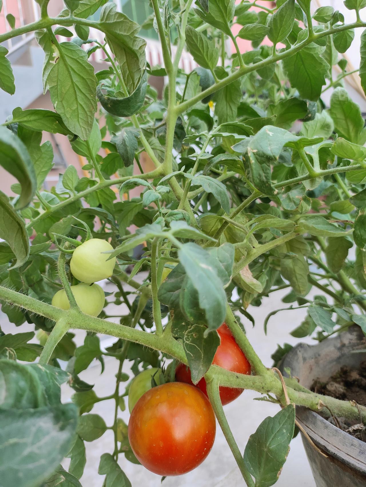 ​
2. 青果转红，繁花自在生长，不用刻意打理，小院自有温柔景致。
​
3. 果