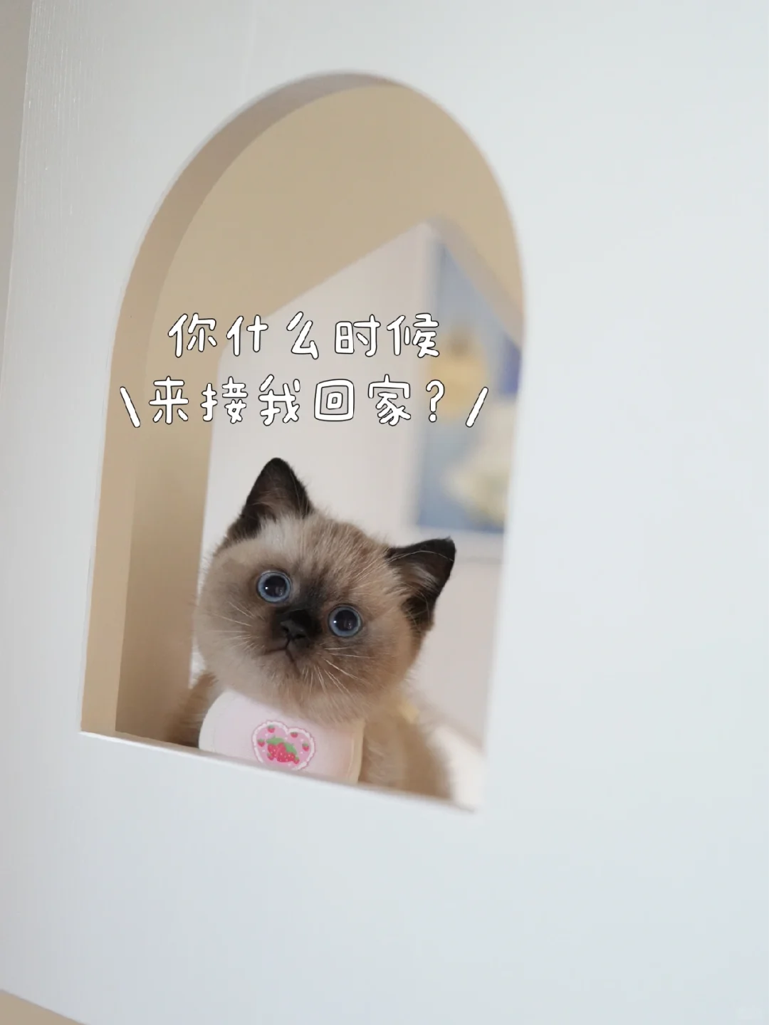 你什么时候来接我回家？重点色矮脚猫