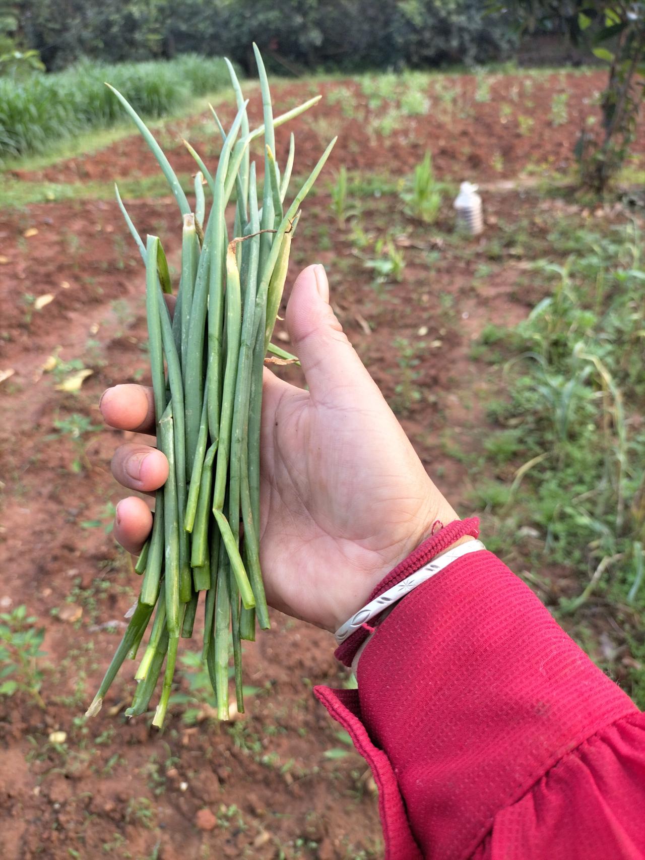 这是我在租房种的葱，真是治愈人心啊！长的这么好，我今天摘了几根打鸡蛋汤喝，租房的