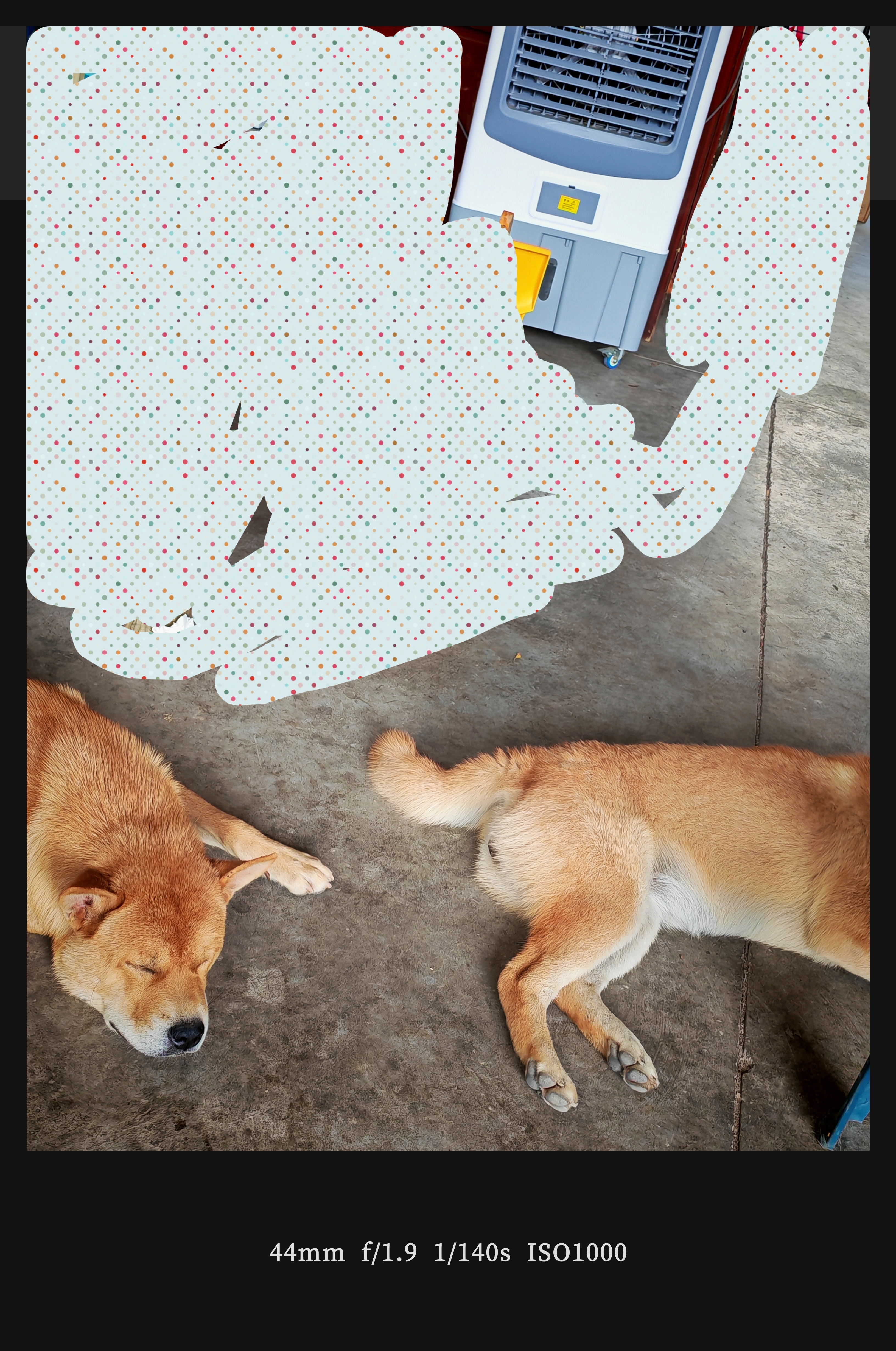 家里狗子，目前最喜欢就是蹭冷风机风扇[污]非常懂得享受，走出去一下，回来又立马躺