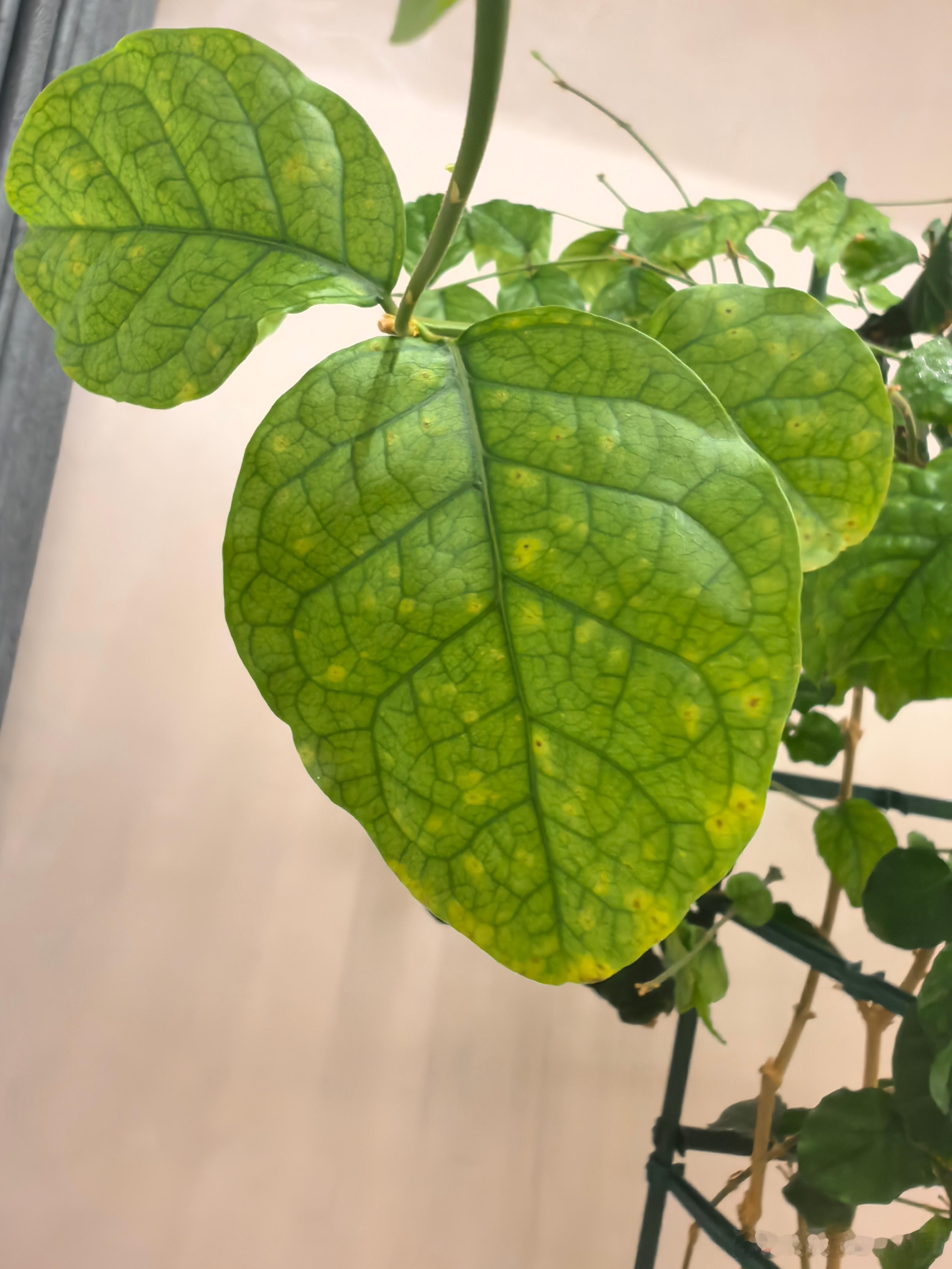 茉莉花叶子起黄点，请问这是咋啦？ ​​​