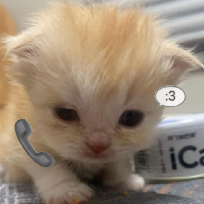 可爱小猫表情包 ₍˄·͈༝·͈˄*₎◞ ̑̑夏日企画