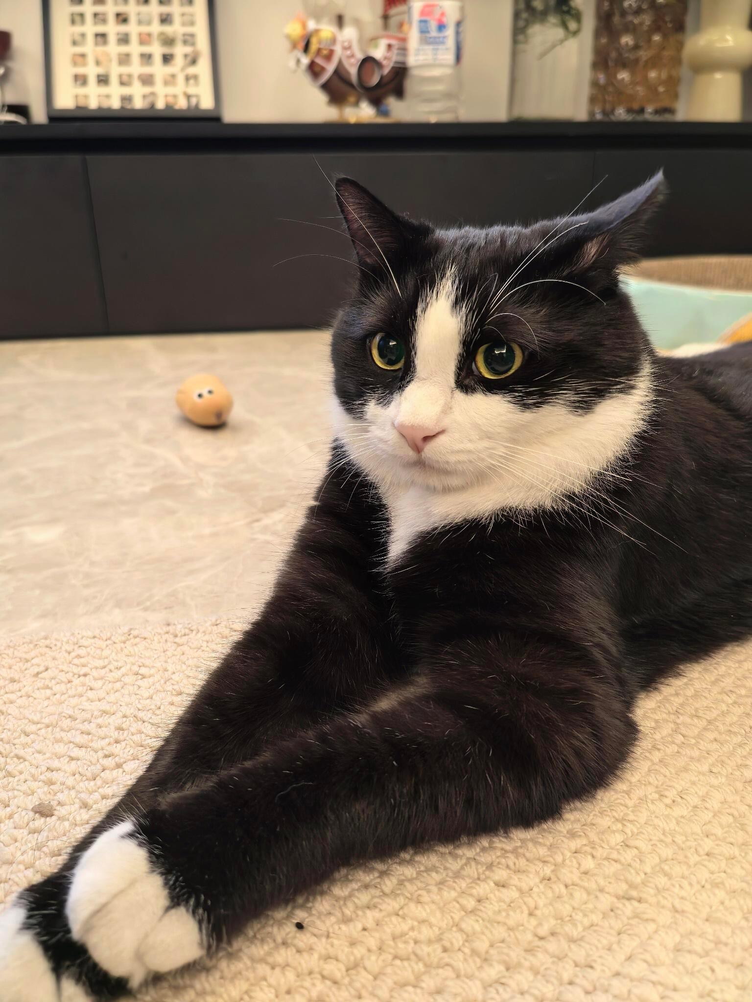 猫身猫面像 