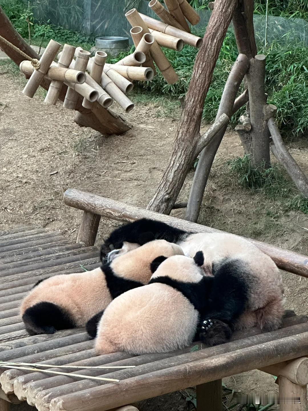 爱宝在给双胞胎喂奶
辉宝 睿宝喝neinei的样子真的特别可爱

看视频和动图，