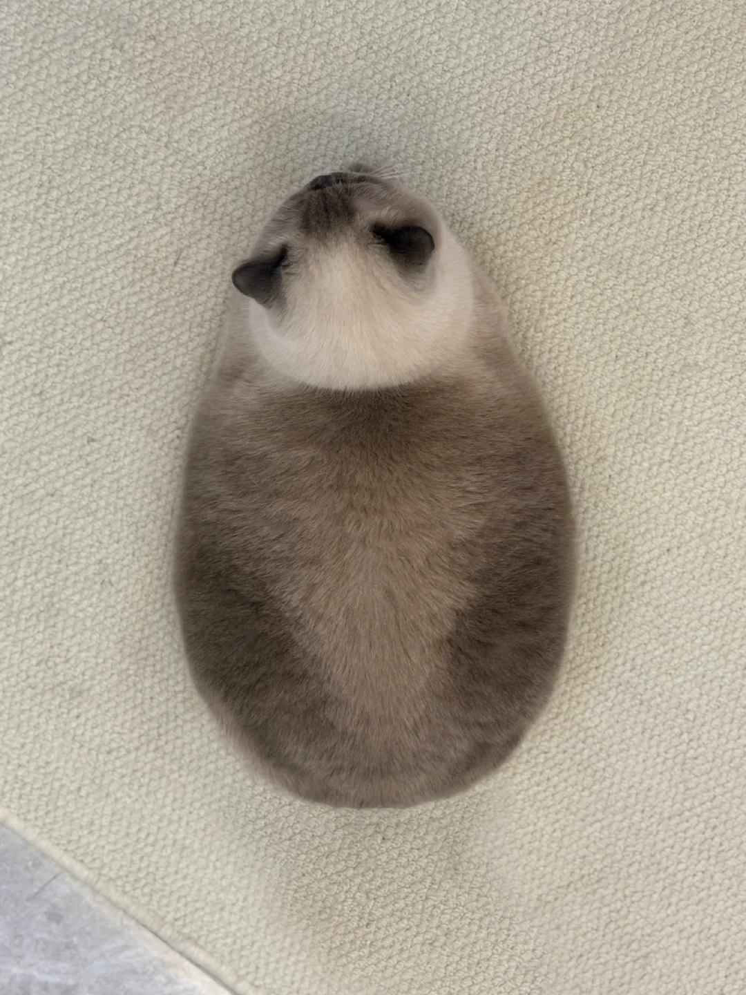 超绝瓜子型身材