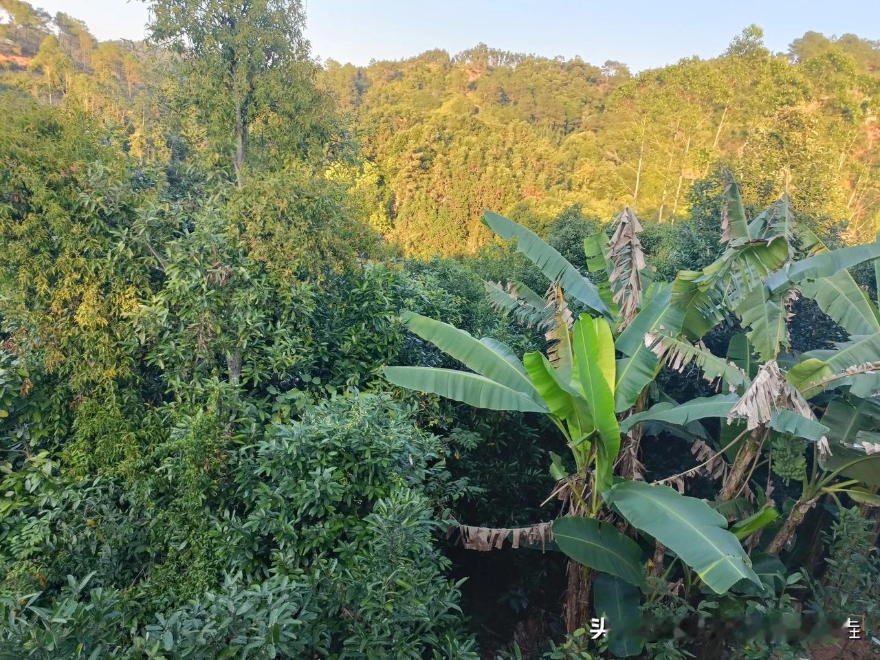 广西常见树种，
桂树，芭蕉树！