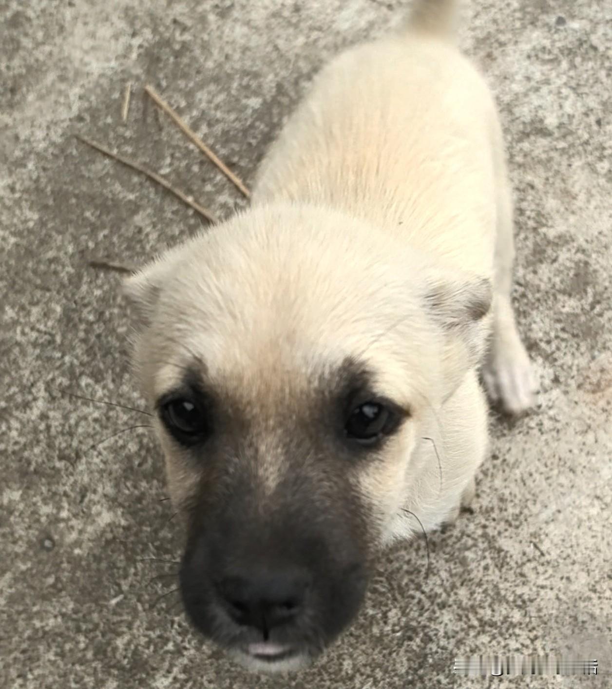 今早送了孩子回来，我上山采最远的那处茶叶依然把车停在了多多家的院子里。我四处张望