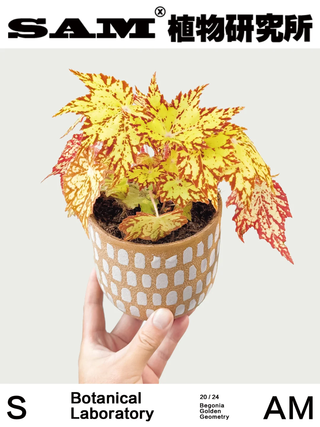 黄金几何｜Begonia Golden Geometry