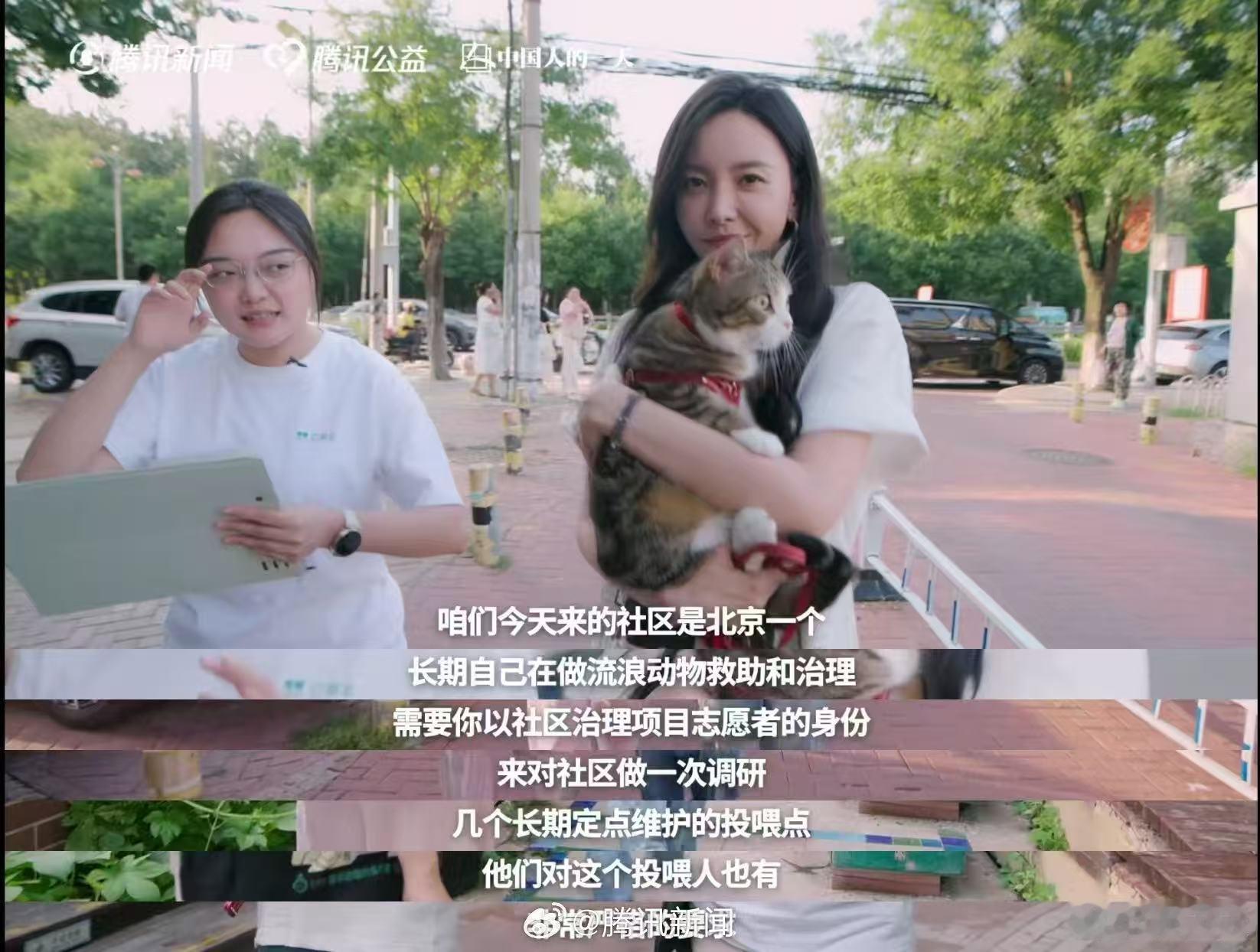 于文文呼吁不要残忍抛弃宠物志愿者称60%流浪动物熬不过北方冬天可以不爱、不领养，
