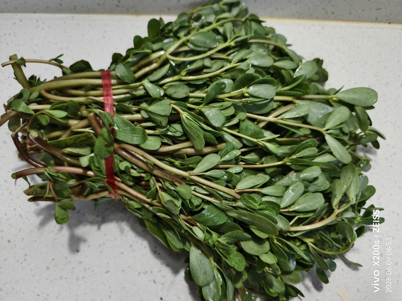 晒图笔记大赛马齿苋：早上到农贸市场买菜时，看见一把马齿苋特色好，不像是在田埂上长