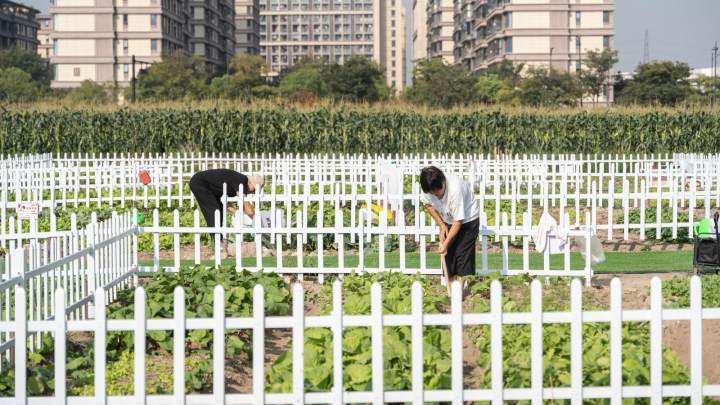 钱塘江边有个共享菜园