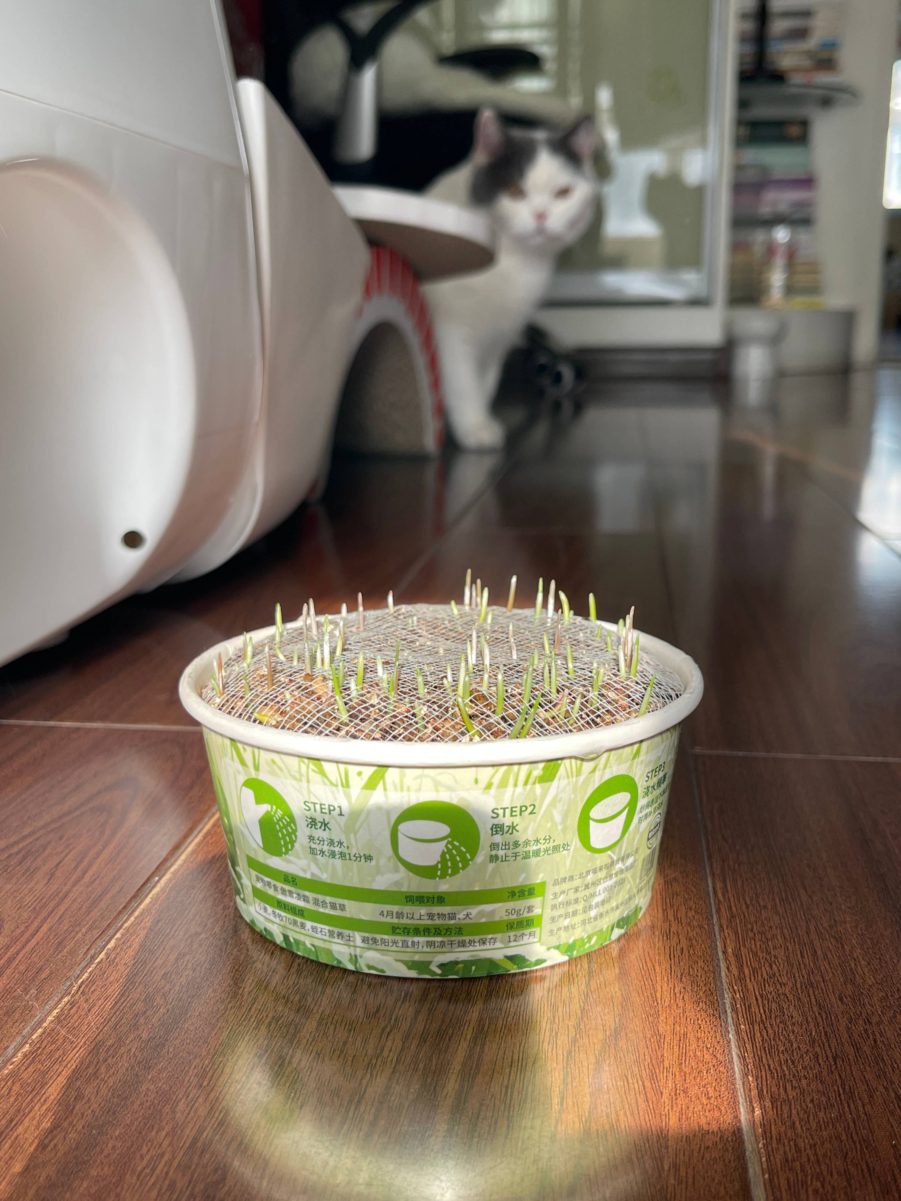 给碗碗种的猫草已经开始发小芽啦，希望能给宝宝多营造一些野外元素 
