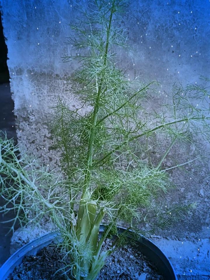 晒出你的本地生活这个小茴香种了好几年才种活一个，挺不容易的，就是种在桶里，长不大