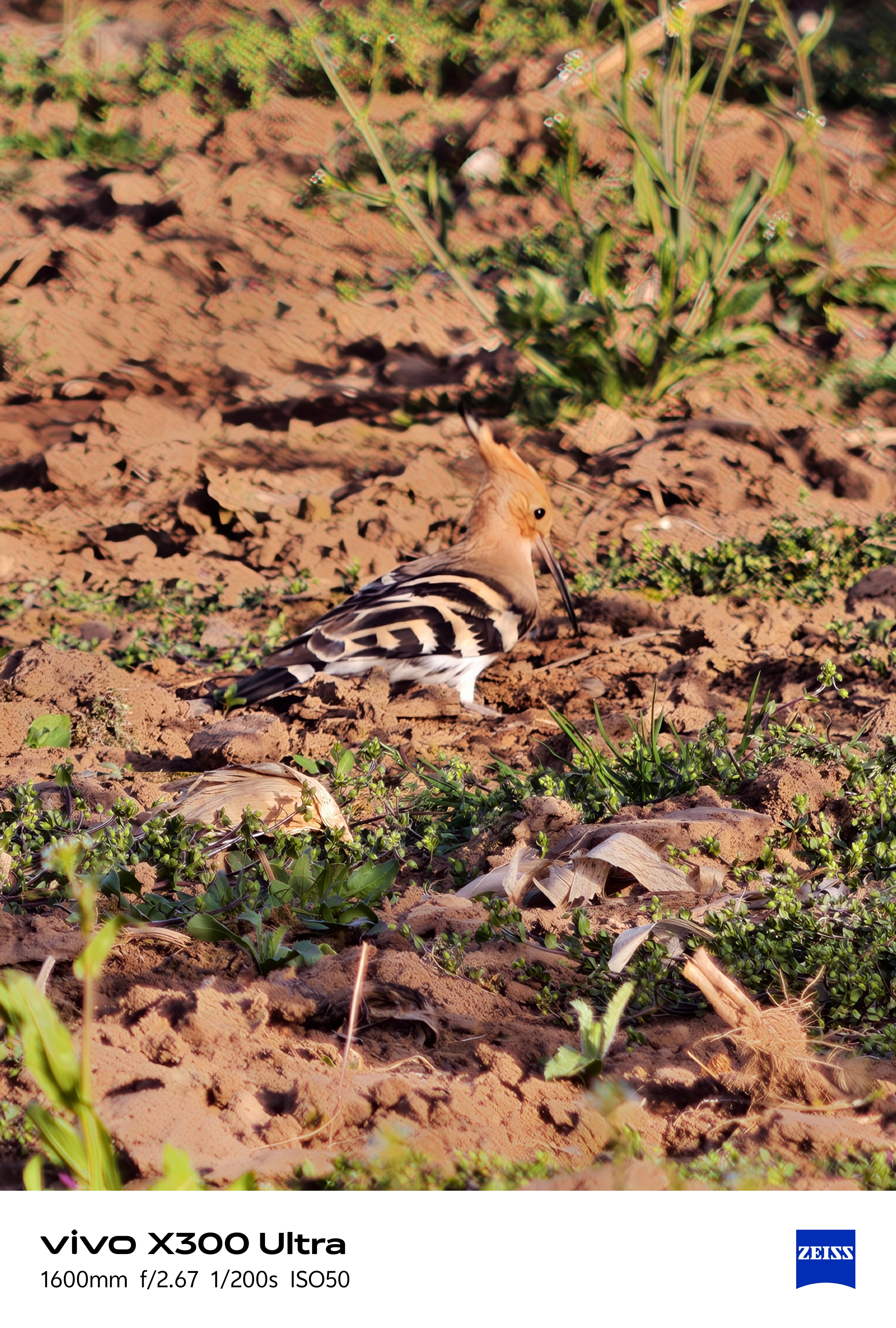 X300Ultra随手拍分享