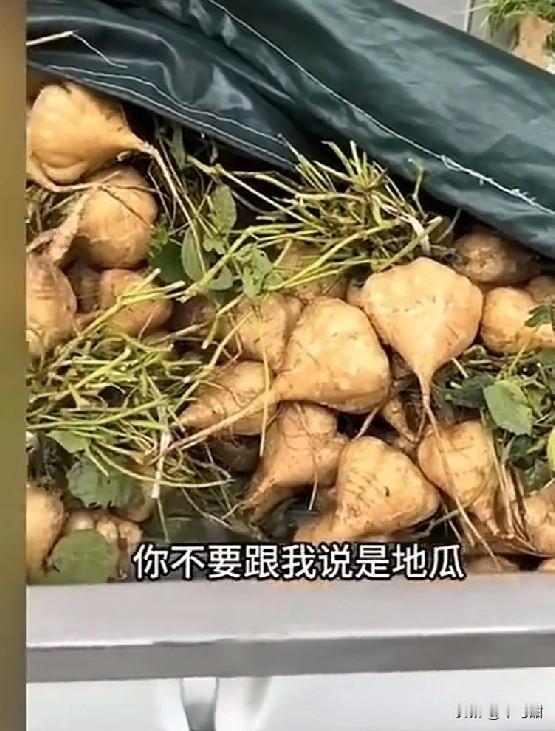 这东西到底叫什么呢，有叫“地瓜”的，有喊“凉薯”的。

近日一车装有这东西的，在