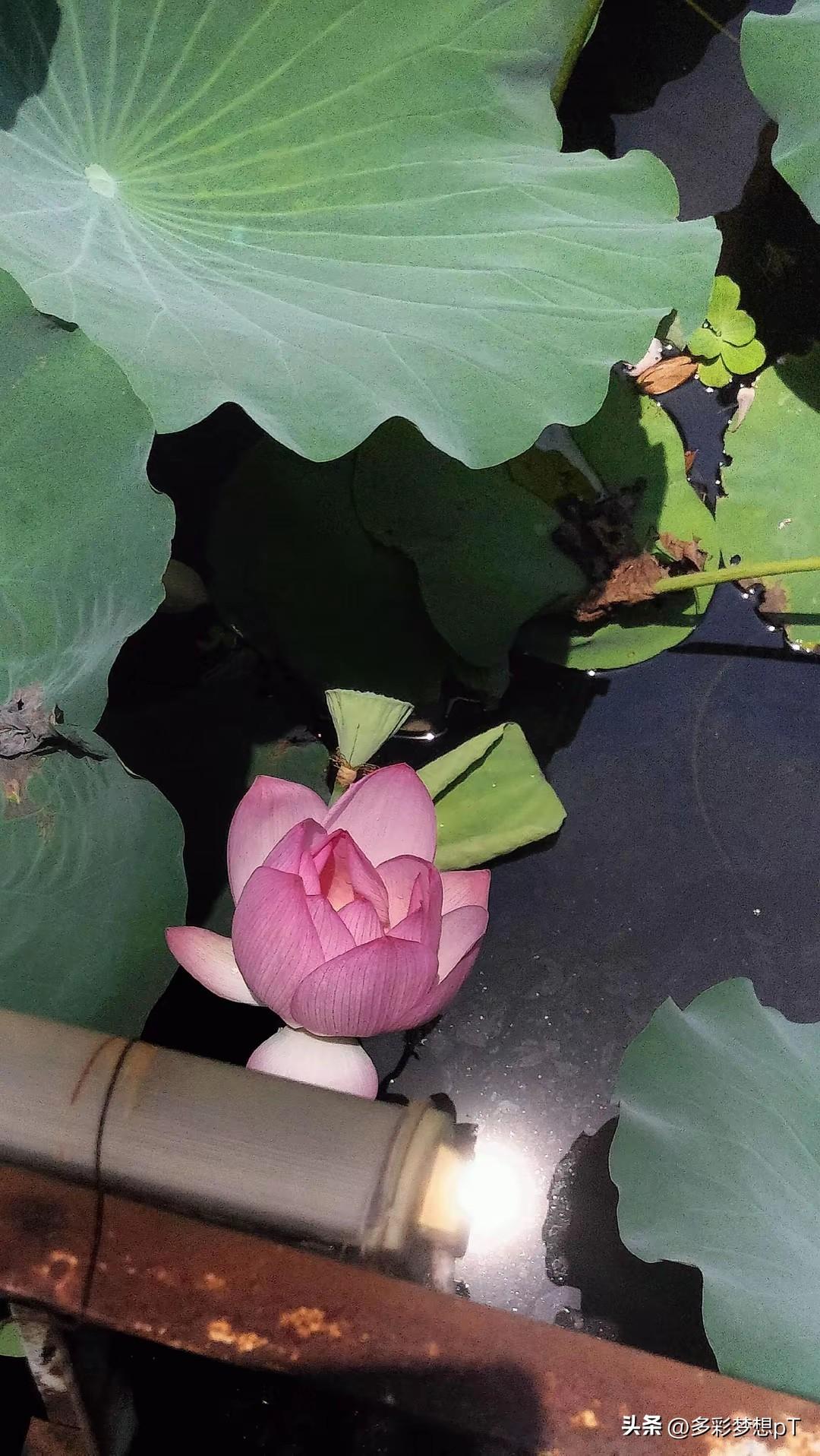 很快就是端午节，龙舟已经出水，在烈日的湖面下静卧，蓄势待发，迎接一场场热闹非凡的