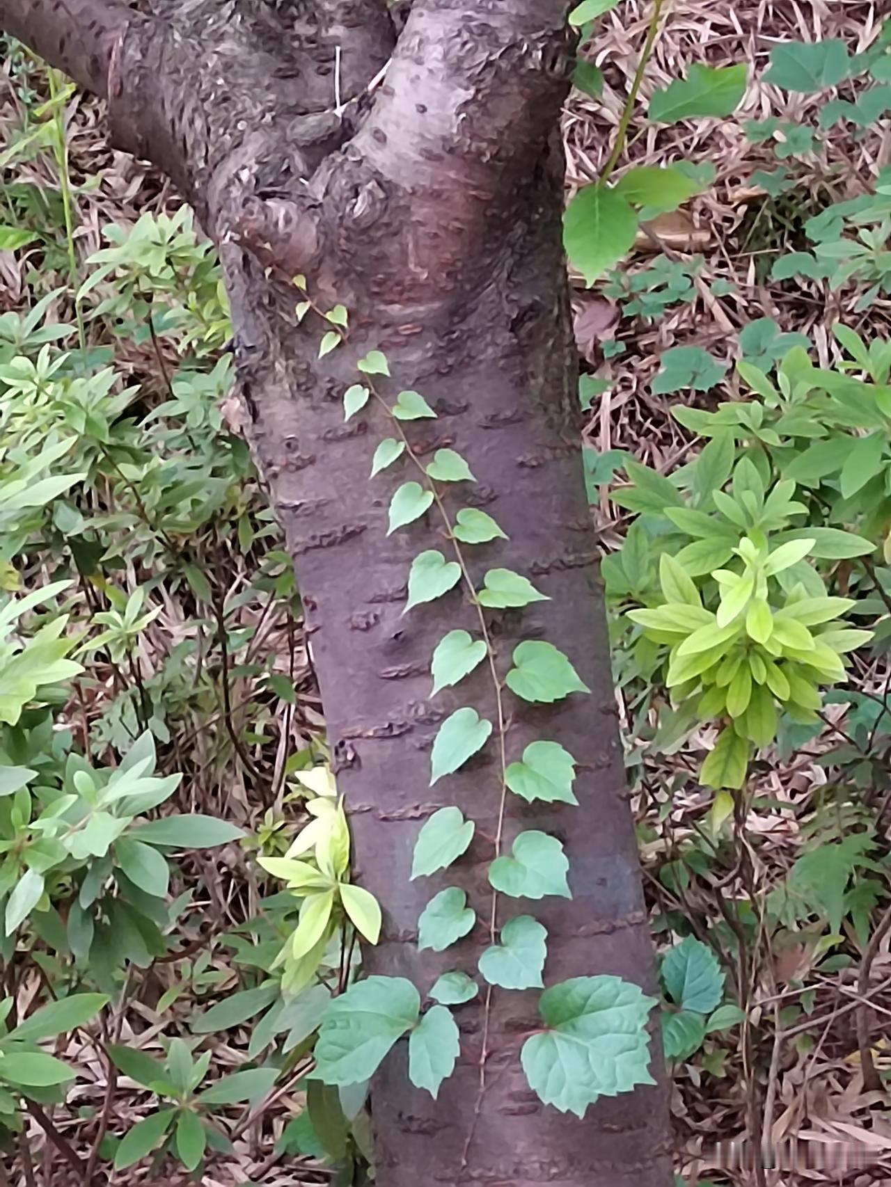 教科书级别的树叶交替生长[祝福][送自己一朵花]