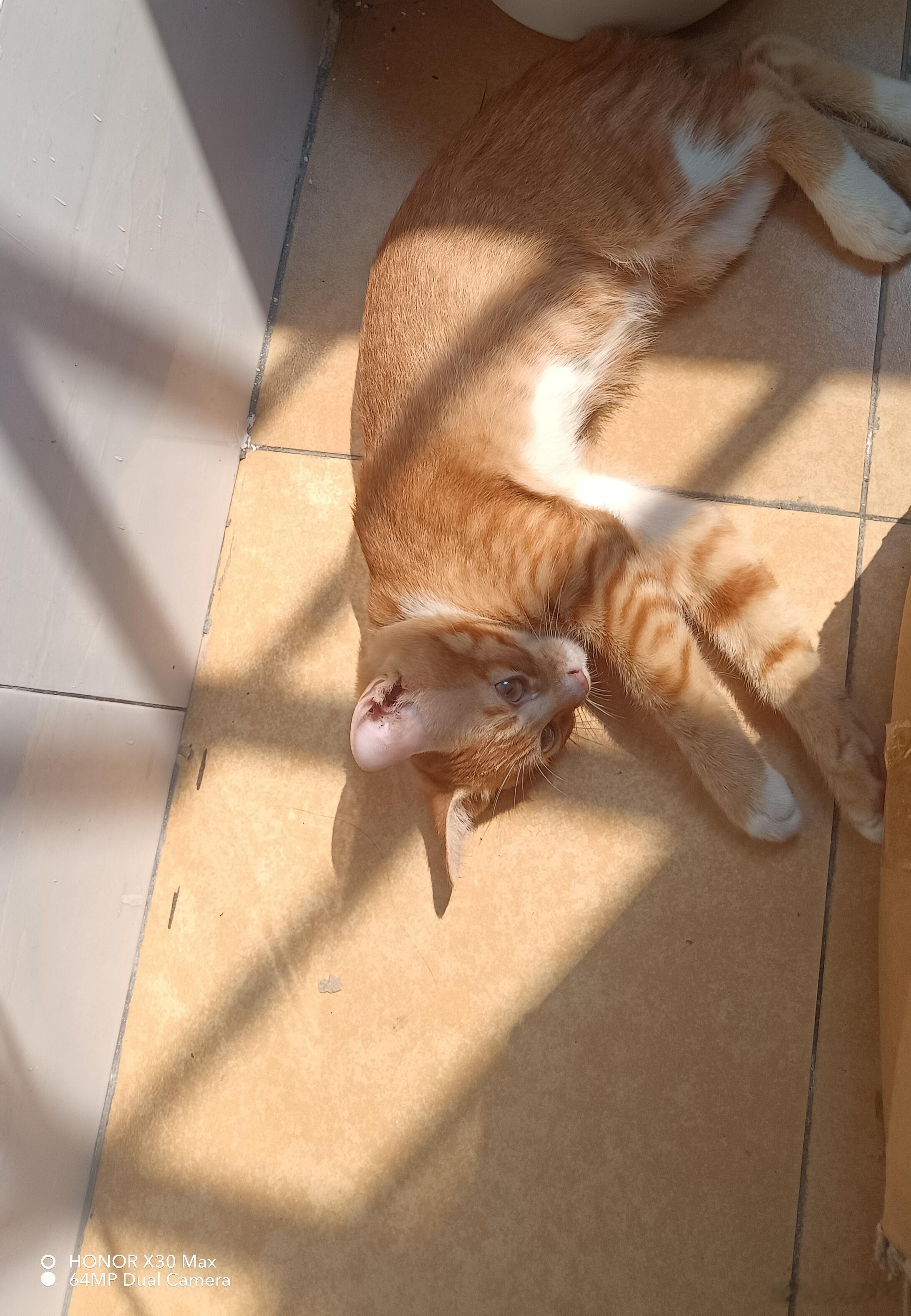 有谁家有这么爱❤️爆晒太阳🌞的毛孩子👶🏻？？？黄猫🐱黄太子懒懒散散晒太阳