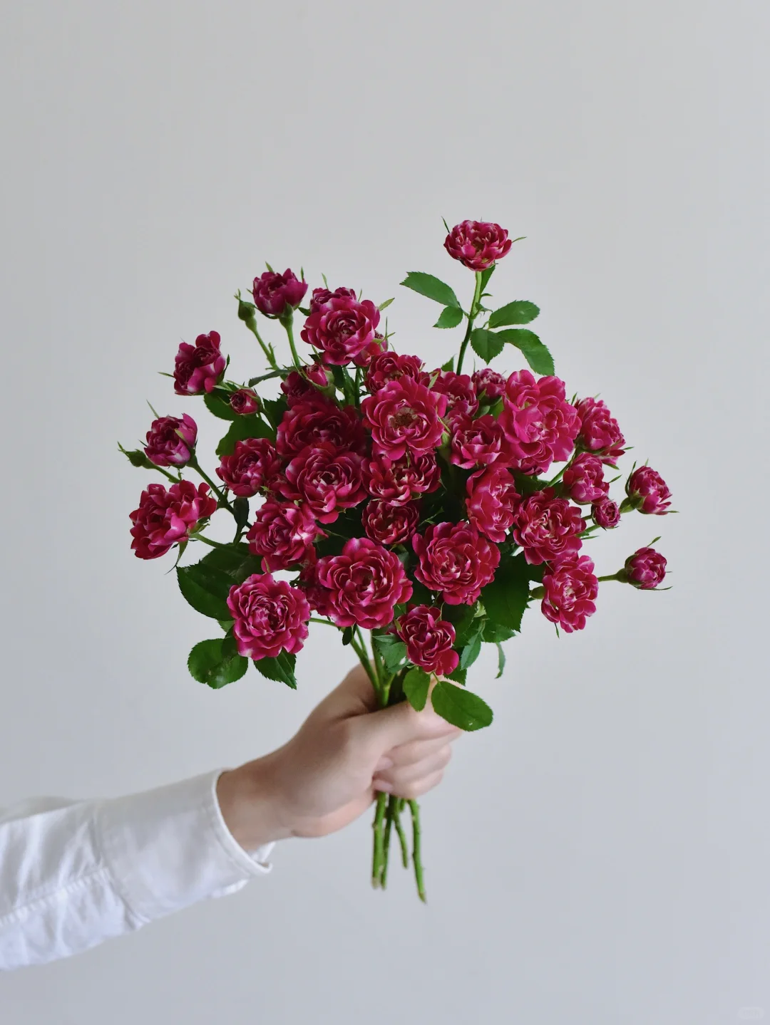 玫瑰· 赛博蝴蝶