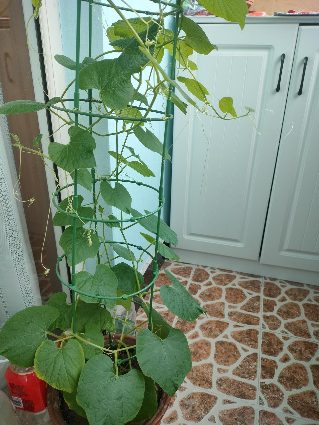 开端良好，只是成功的一半！
如今，看着家里老公养的这几棵葫芦秧，才算真切读懂了这