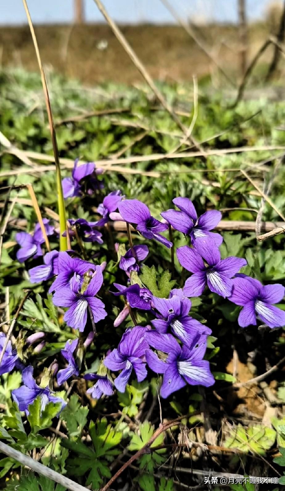 今天在田埂边偶然撞见这丛紫花地丁，真的被惊艳到了✨。
 
不起眼的小野花，却开得
